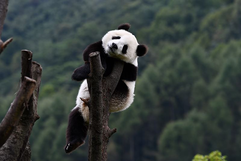 Panda in Wolong Panda Base