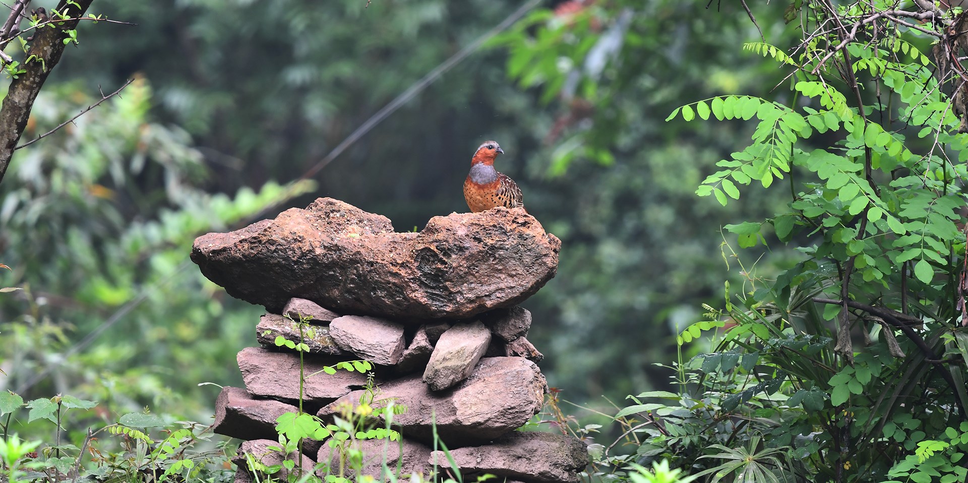 Observación de Aves y turismo de Vida Silvestre en el Sur de Shaanxi y el Oeste de Sichuan