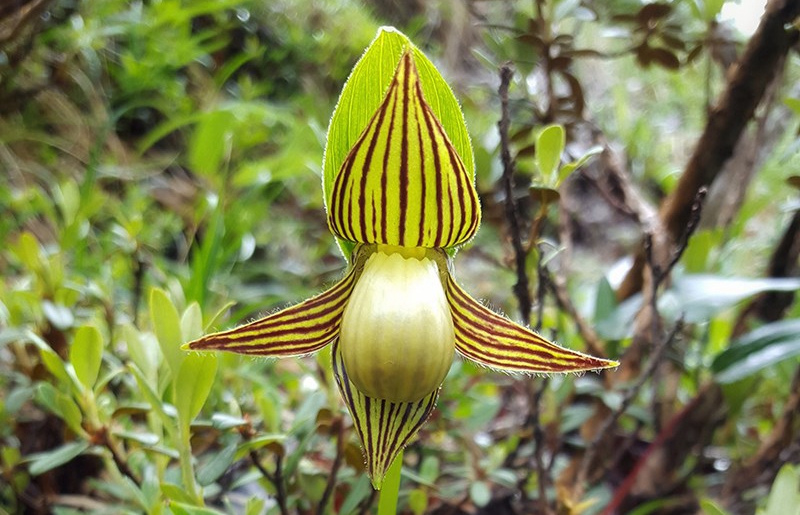 Cypripedium farreri