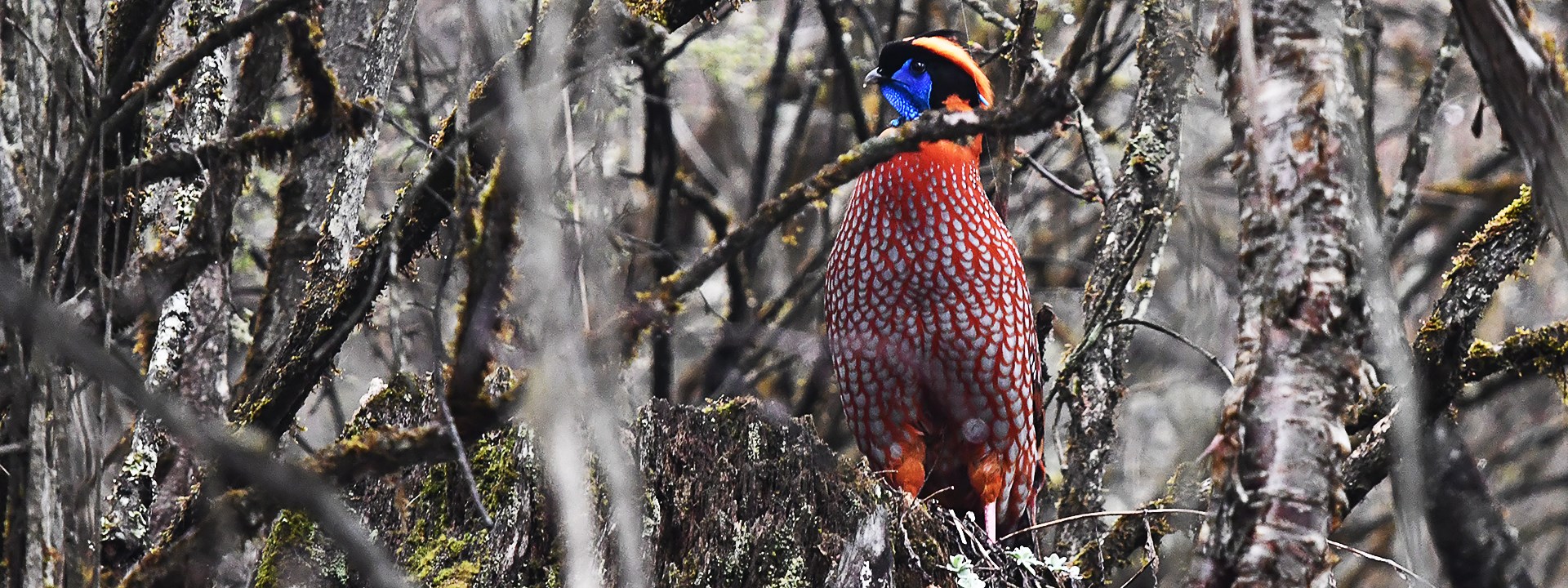 Observación de aves y exploración de vida silvestre en Qinghai-Meseta del Tíbet