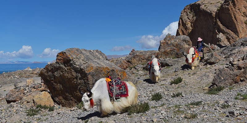 Trekking to Nam Tso